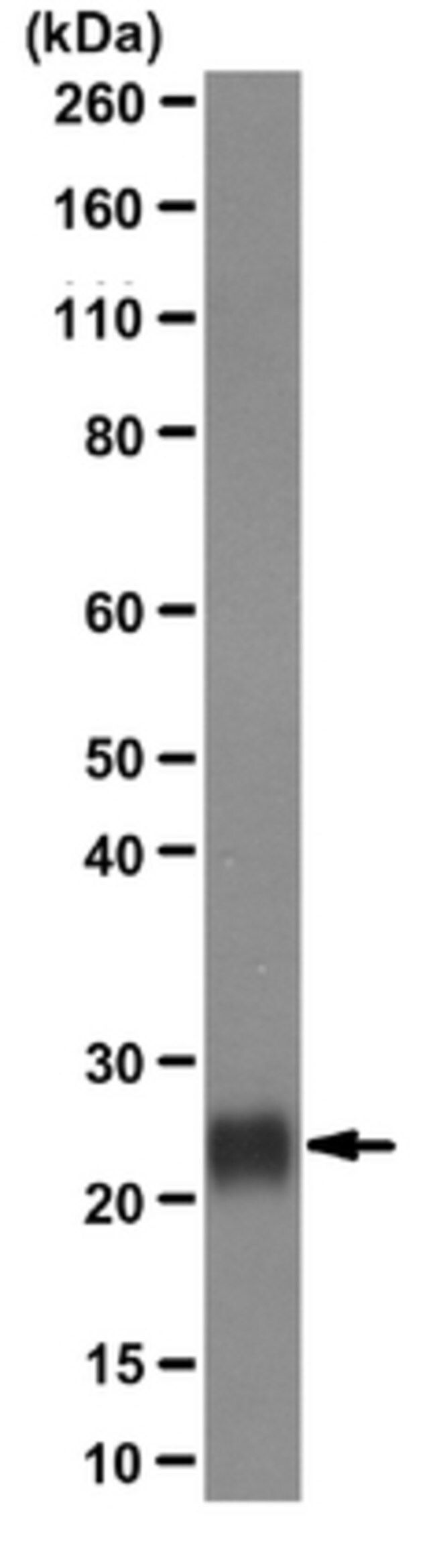 Anti-Plet-1 (Placenta-expressed transcript 1 protein) Antibody, clone 1D4