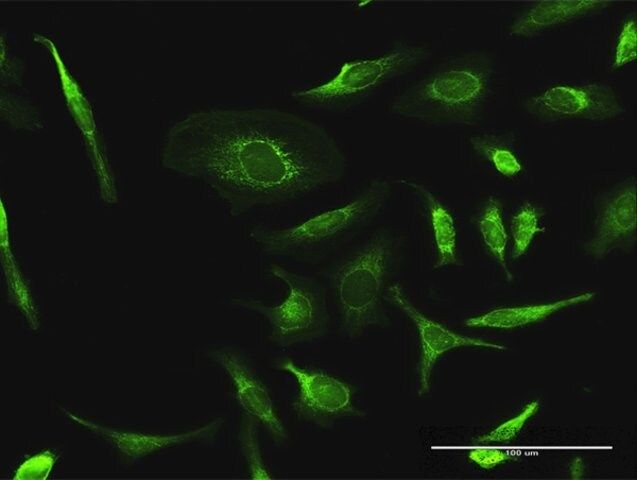 Anti-PDHA2 antibody produced in rabbit