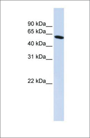 Anti-PDLIM5 (ab1) antibody produced in rabbit