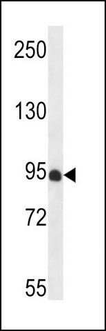 ANTI-PDZD4 (N-TERM) antibody produced in rabbit