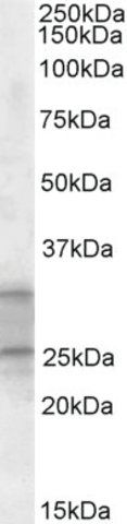 Anti-PEBP4 (C-terminal) antibody produced in goat