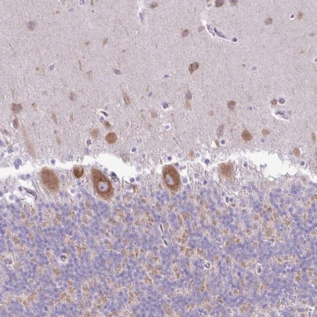 Anti-PELI3 antibody produced in rabbit