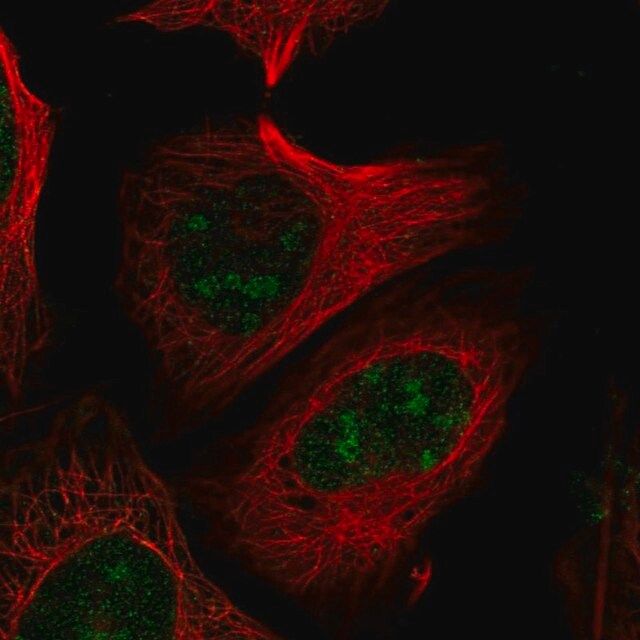 Anti-PELP1 antibody produced in rabbit