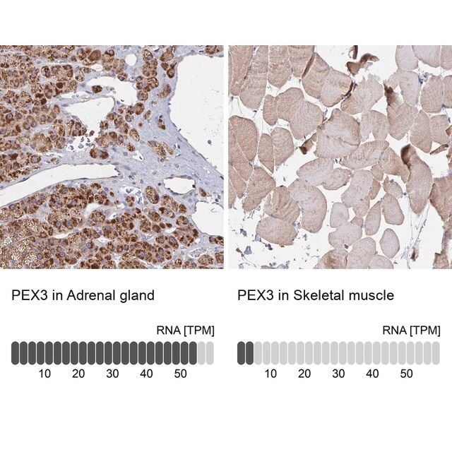 Anti-PEX3 antibody produced in rabbit