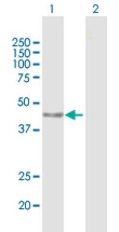 Anti-PARP15 antibody produced in mouse