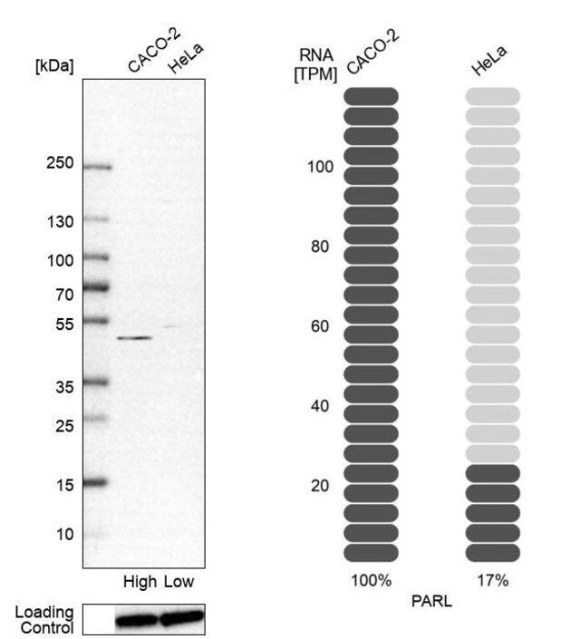 Anti-PARL antibody produced in rabbit