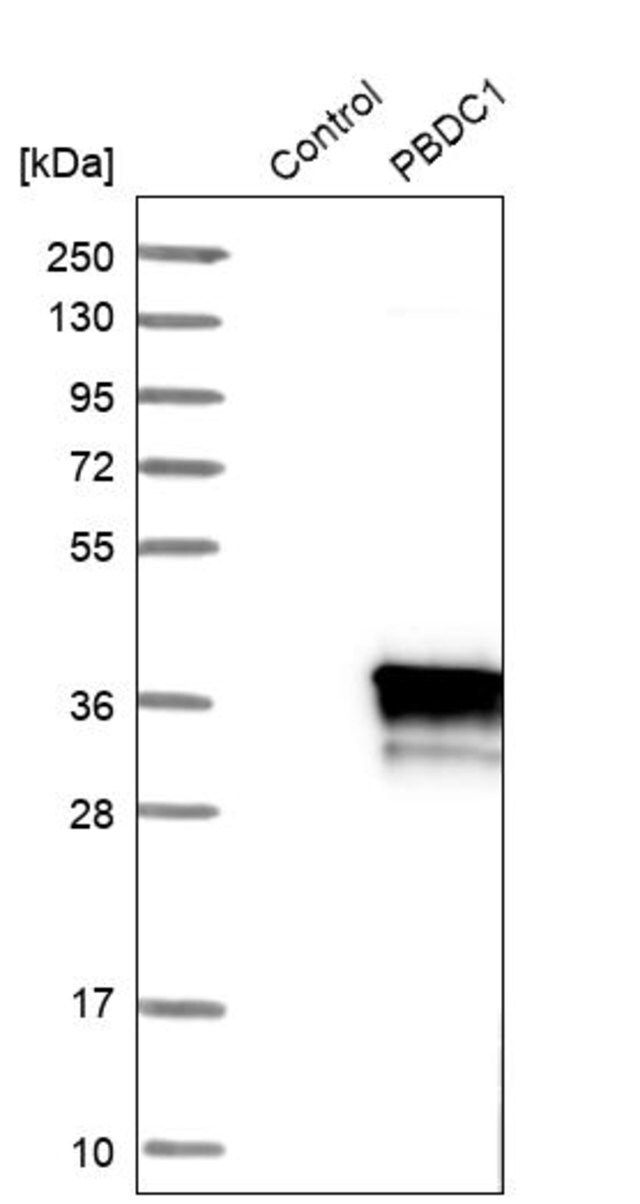 Anti-PBDC1 antibody produced in rabbit