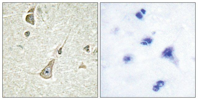 Anti-PCDH-X antibody produced in rabbit