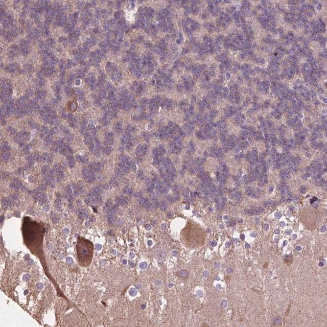 Anti-PCDHA12 antibody produced in rabbit