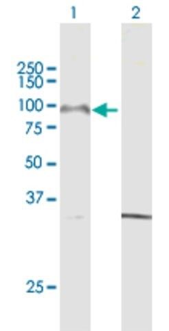 Anti-PCDHGA8 antibody produced in mouse