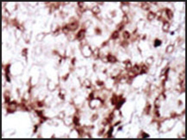 Anti-PCK2 (C-term) antibody produced in rabbit