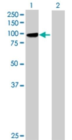 Anti-PCDHGB1 antibody produced in mouse