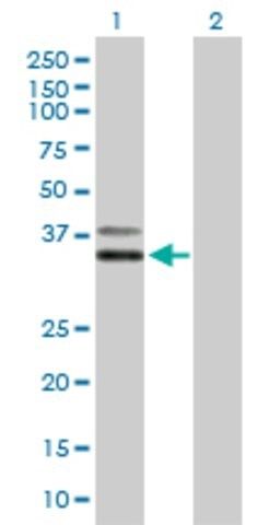 Anti-PCGF6 antibody produced in mouse