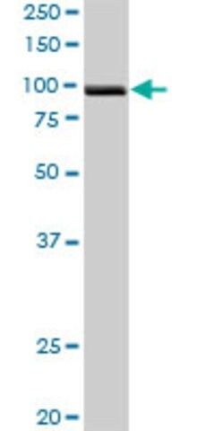 Anti-PDCD6IP antibody produced in rabbit