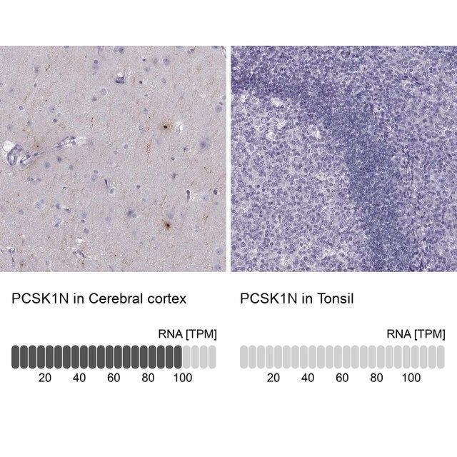 Anti-PCSK1N antibody produced in rabbit