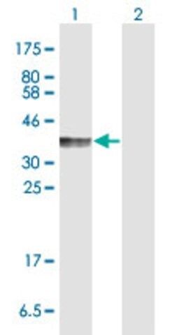 Anti-PDCD1LG2 antibody produced in rabbit