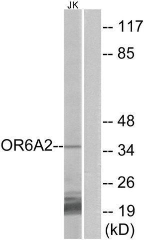 Anti-OR6A2 antibody produced in rabbit