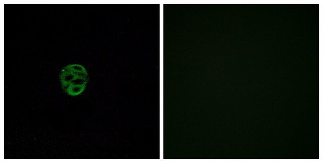 Anti-OR2AE1, C-Terminal antibody produced in rabbit