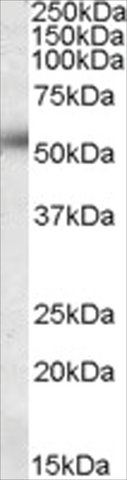 Anti-ORAI1/CRACM1 antibody produced in goat