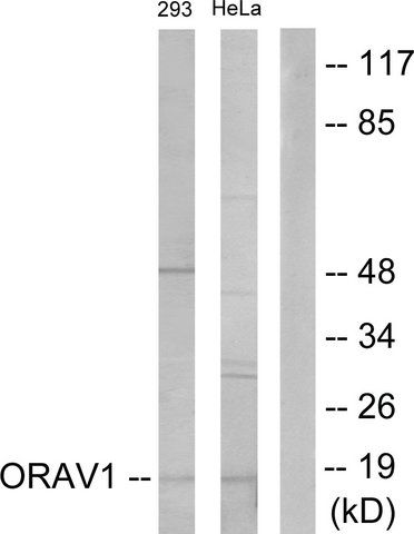 Anti-ORAV1 antibody produced in rabbit