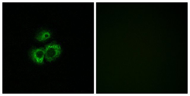 Anti-OR52D1 antibody produced in rabbit