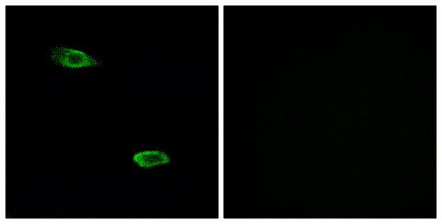 Anti-OR51E2 antibody produced in rabbit