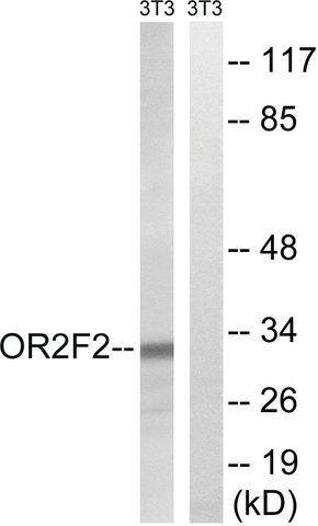 Anti-OR2F2 antibody produced in rabbit