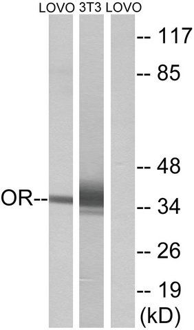 Anti-OR4D6 antibody produced in rabbit