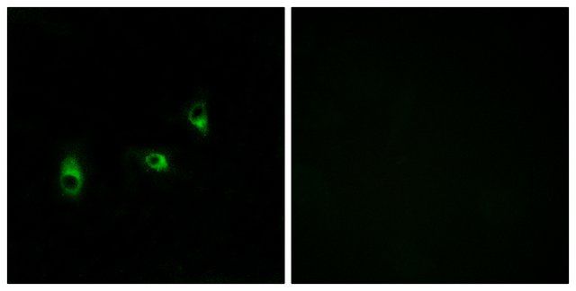 Anti-OR10G2 antibody produced in rabbit