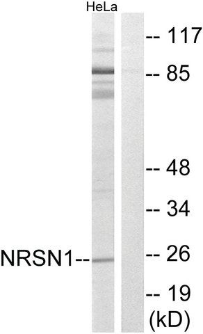 Anti-NRSN1 antibody produced in rabbit