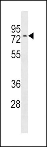 ANTI-NRXN3(C-TERMINAL) antibody produced in rabbit