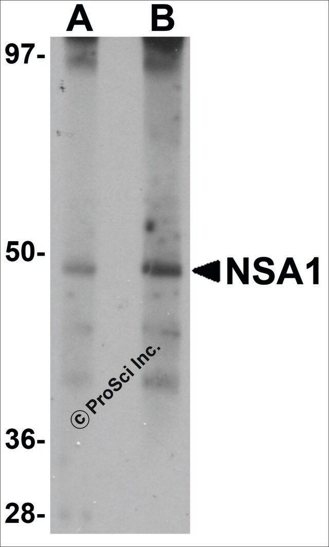 Anti-NSA1 antibody produced in rabbit