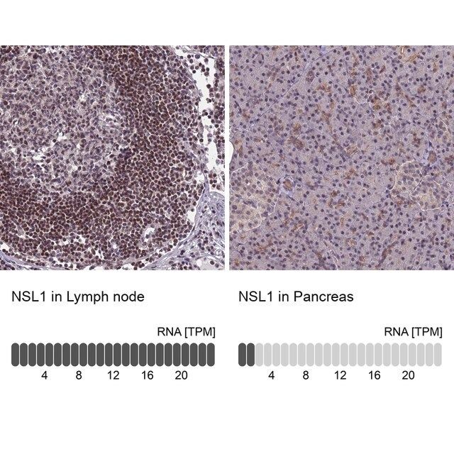 Anti-NSL1 antibody produced in rabbit