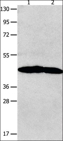 Anti-NTSR1 antibody produced in rabbit