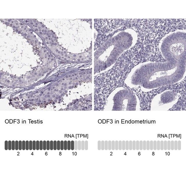 Anti-ODF3 antibody produced in rabbit