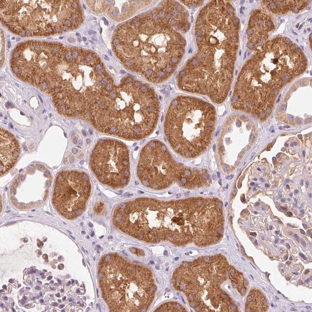 Anti-OMA1 antibody produced in rabbit