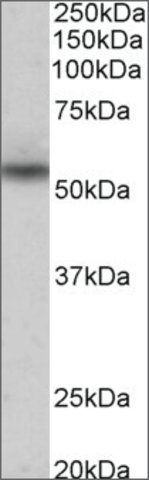 Anti-Nprl3 antibody produced in goat