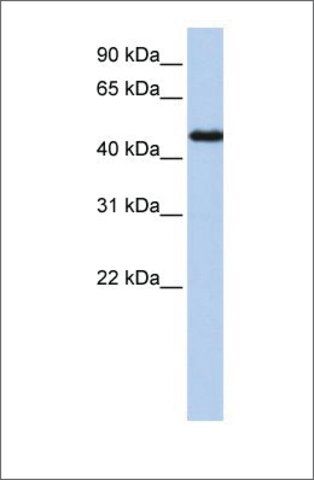 Anti-NR2F1 (ab1) antibody produced in rabbit