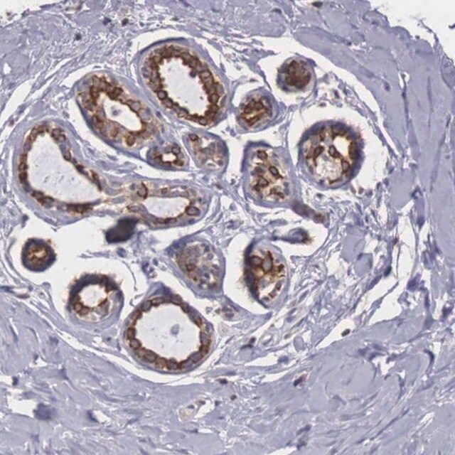 Anti-NREP antibody produced in rabbit