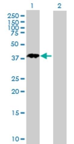 Anti-NANOGP8 antibody produced in mouse