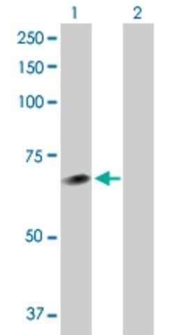 Anti-NEK11 antibody produced in rabbit