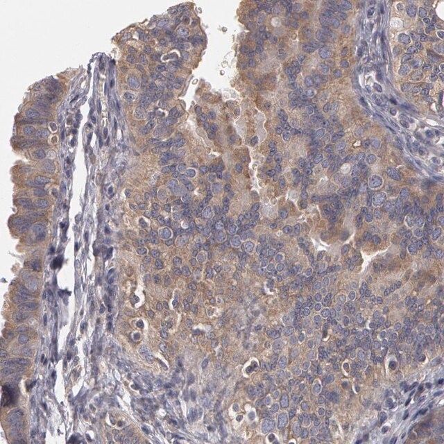 Anti-NEK9 antibody produced in rabbit