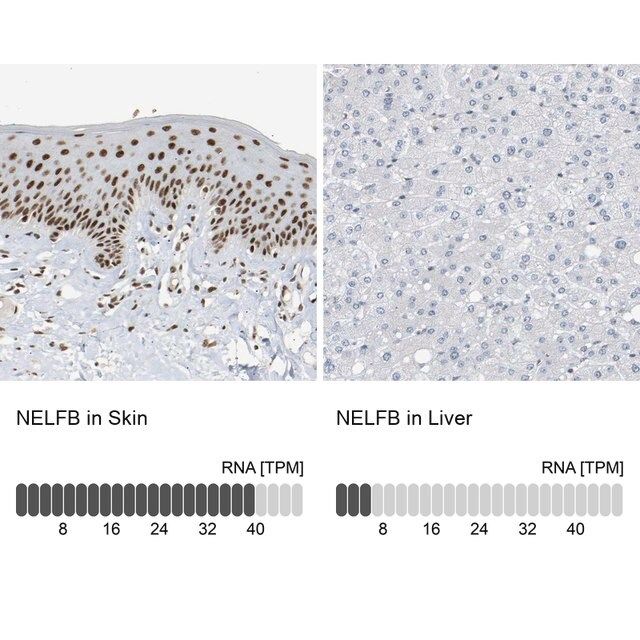 Anti-NELFB antibody produced in rabbit