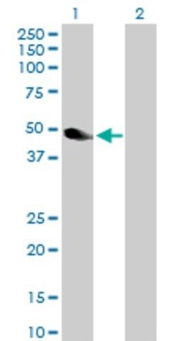 Anti-NEK2 antibody produced in rabbit