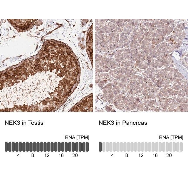 Anti-NEK3 antibody produced in rabbit