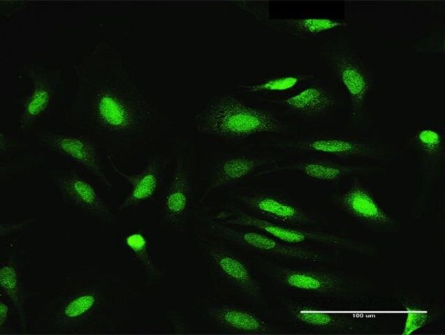 Anti-NEK3 antibody produced in rabbit