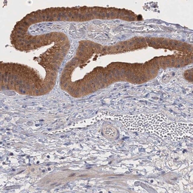 Anti-NEK8 antibody produced in rabbit