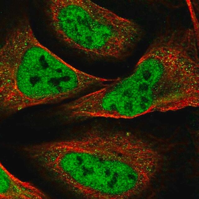 Anti-NELFA antibody produced in rabbit