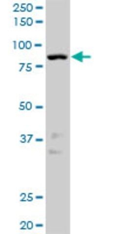 Anti-NEK10 antibody produced in rabbit