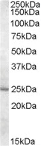 Anti-MTHFS antibody produced in goat